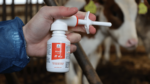AHV REAQT 200 ml - rýchla pomoc pre teľatá – Obrázok 3